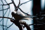 Fairy Tern