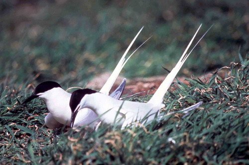 image rostern_ekdunn1-jpg