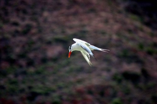 image roytern_pghevans_7148-jpg