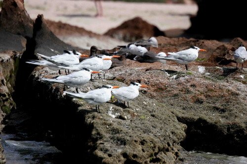 image roytern_pghevans_7169-jpg