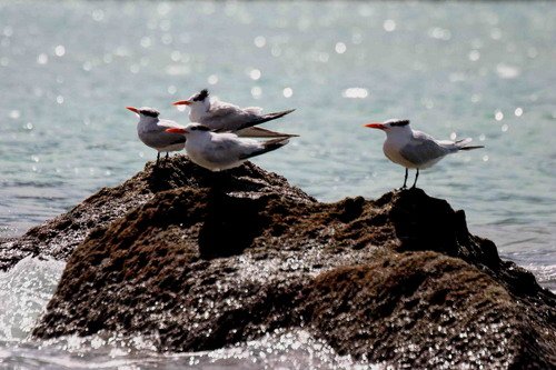 image roytern_pghevans_7216-jpg