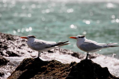 image roytern_pghevans_7224-jpg