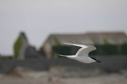 image stern_panderwald0250-jpg