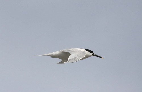 image stern_panderwald0261-jpg