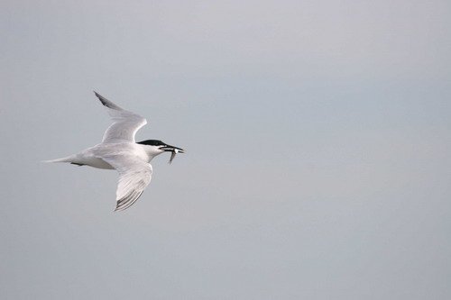 image stern_panderwald0286-jpg