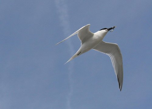 image stern_panderwald0296-jpg