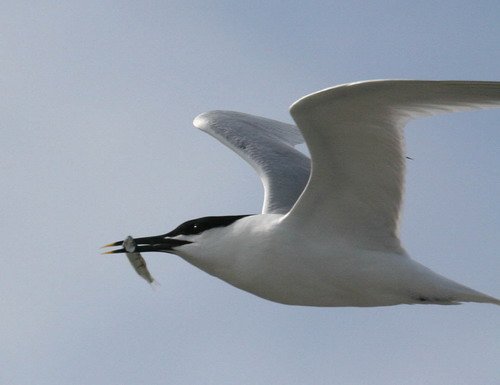 image stern_panderwald0322-jpg