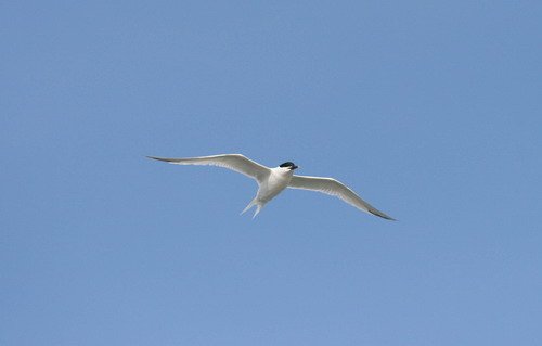 image stern_panderwald0333-jpg