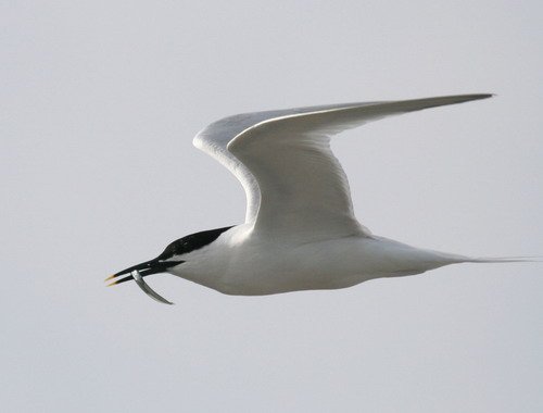 image stern_panderwald0349-jpg