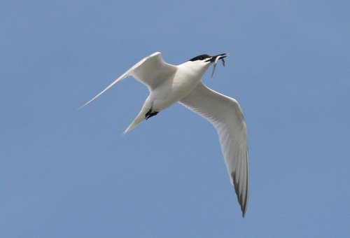 image stern_panderwald0363-jpg