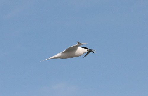 image stern_panderwald0375-jpg