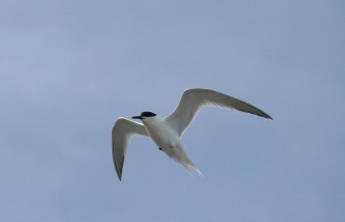 image stern_panderwald0402-jpg