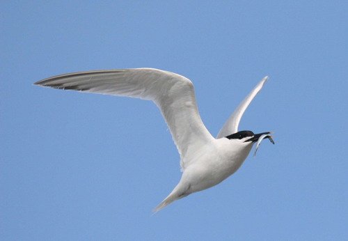 image stern_panderwald0410-jpg