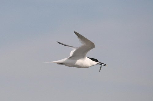 image stern_panderwald0421-jpg