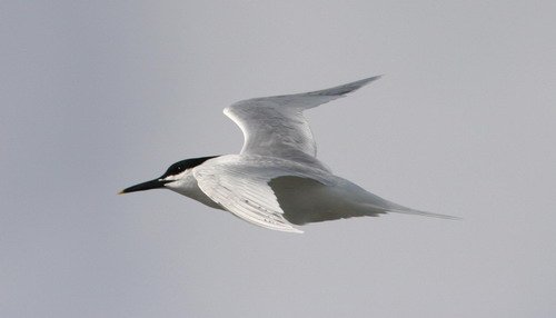 image stern_panderwald0424-jpg