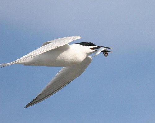 image stern_panderwald0431-jpg