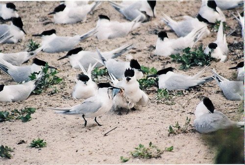 image stern_panderwald1-jpg