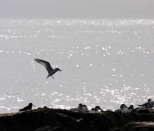 image stern_pghevans11-jpg