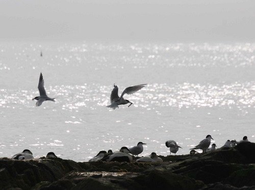 image stern_pghevans17-jpg