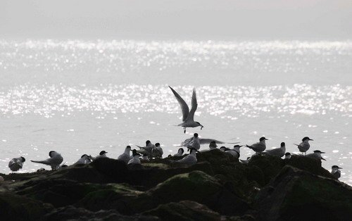 image stern_pghevans18-jpg