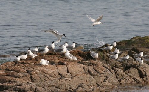 image stern_pghevans2-jpg