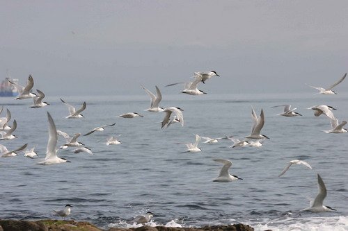 image stern_pghevans4-jpg