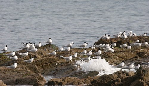 image stern_pghevans6-jpg