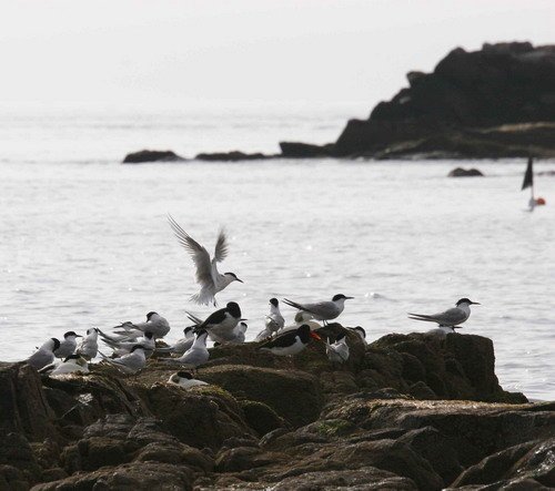 image stern_pghevans7-jpg