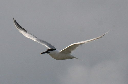 image stern_pghevans8315-jpg