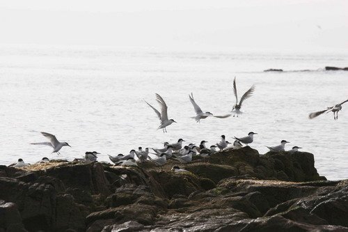 image stern_pghevans9-jpg