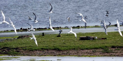 image stern_pghevans9415-jpg