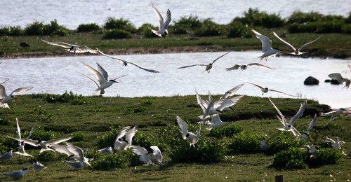 image stern_pghevans9416-jpg