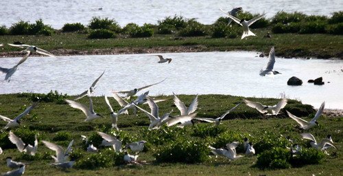 image stern_pghevans9417-jpg