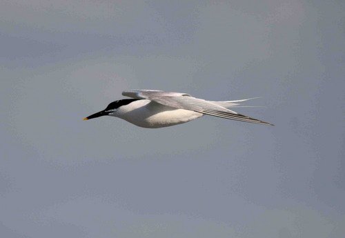 image stern_pghevans9447-jpg