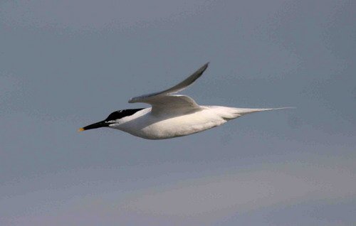 image stern_pghevans9448-jpg