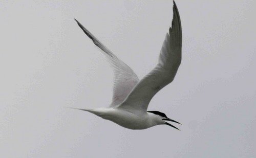 image stern_pghevans9620-jpg