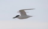 Sandwich Tern
