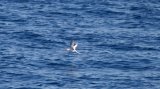 Red-billed Tropicbird