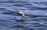 Corys Shearwater