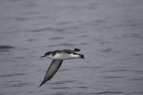 MS PAnderwald121 image ms_panderwald121-jpg