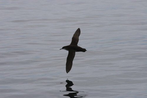 MS PAnderwald139 image ms_panderwald139-jpg