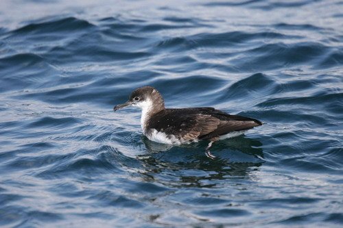 MS PAnderwald3 image ms_panderwald3-jpg