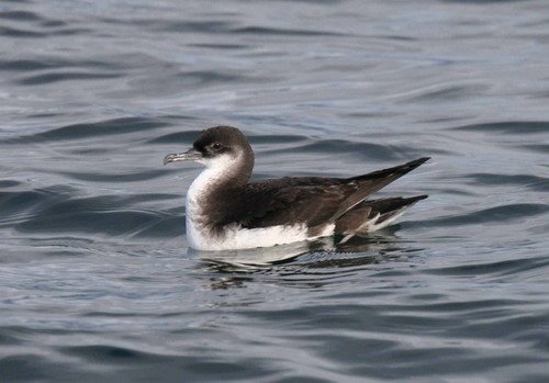 MS PAnderwald453 image ms_panderwald453-jpg