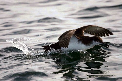 MS PAnderwald472 image ms_panderwald472-jpg