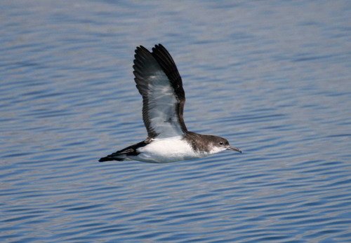 MS PAnderwald8034a image ms_panderwald8034a-jpg