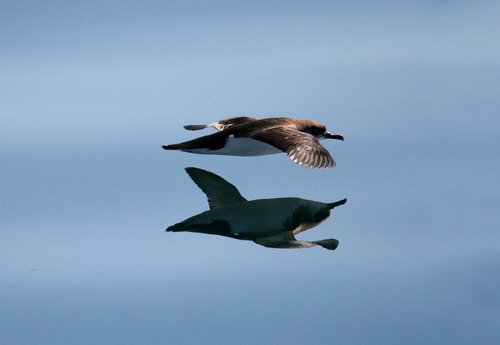 MS PAnderwald8045a image ms_panderwald8045a-jpg