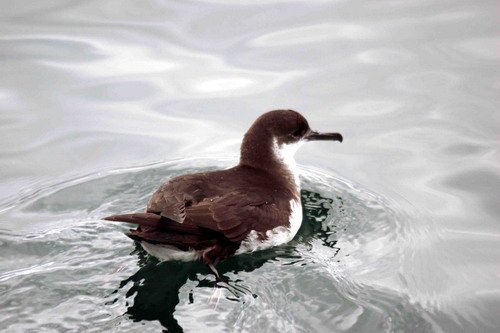 MS PGHEvans0575 image ms_pghevans0575-jpg