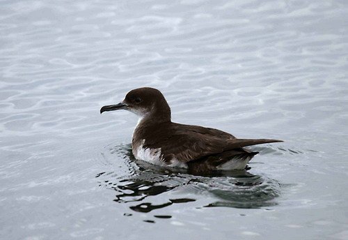 MS PGHEvans12a image ms_pghevans12a-jpg