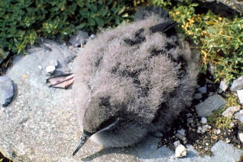 MS PGHEvans2 image ms_pghevans2-jpg