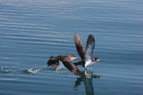 MS PGHEvans2051 image ms_pghevans2051-jpg